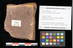 Foto (Objekt + Etikett) von Quercus palaeoilex Ettingshausen (NHMW-GEO-2024-0188-0892)